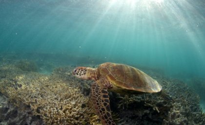 A turtle inspecting a coral reef near UQ's Heron Island Research Station. Image: Dr Chris Roelfsema